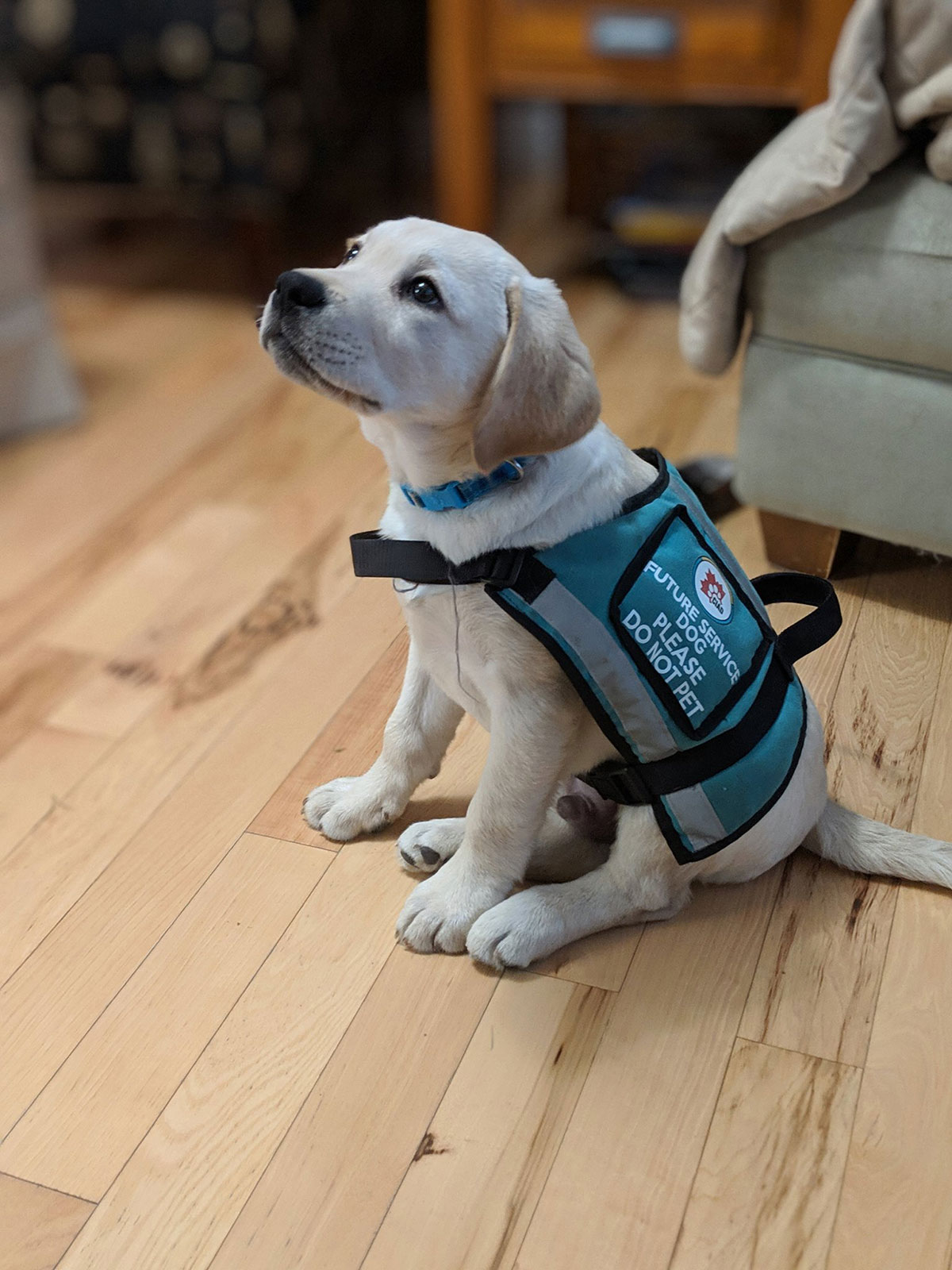 Shift180 - Canadian Intervention and Assistance Dogs - CIAD